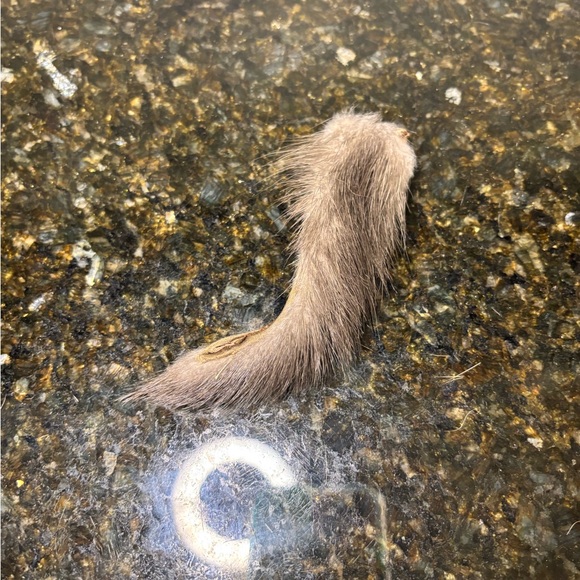 Three vintage 1950s fur pieces - Picture 6 of 7